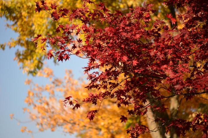 Lima fall foliage by Michelle Cole