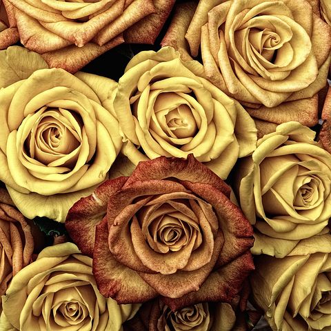 roses-66527__480