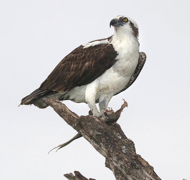 osprey-1251484_640